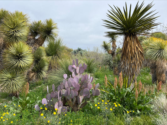 Boyce Thompson Arboretum
