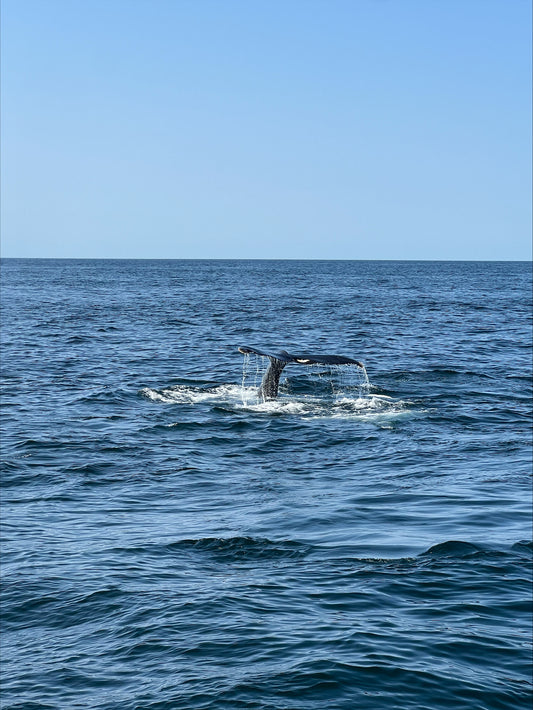 Whale Watching on Cape Cod